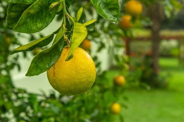 Lemon Tree Pruning Frequently Asked Questions