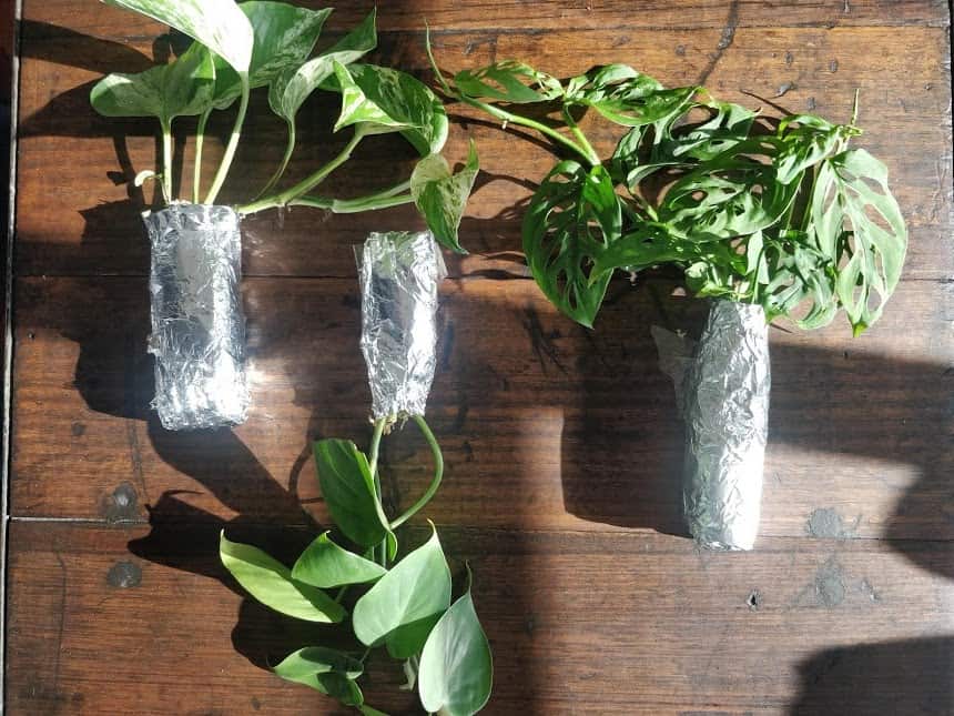 Indoor plant delivery - how does it work?