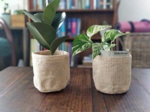Indoor plant delivery - how does it work?