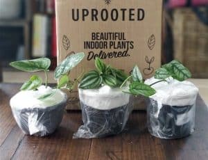 Indoor plant delivery - how does it work?