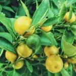 When to Prune Lemon Trees in Australia