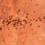 The Best Ant Killer In Australia For 2022