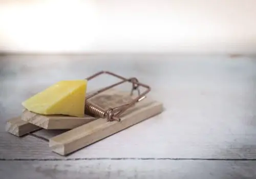 mouse traps that work