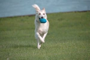 dog toys australia